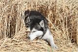 SIBERIAN HUSKY 011